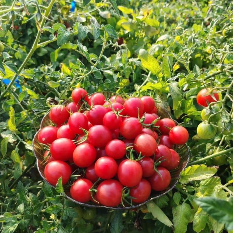 沪樱九号樱桃番茄种子超甜水果番茄耐裂果抗TY小番茄种