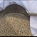 小扁豆（金豌豆）
