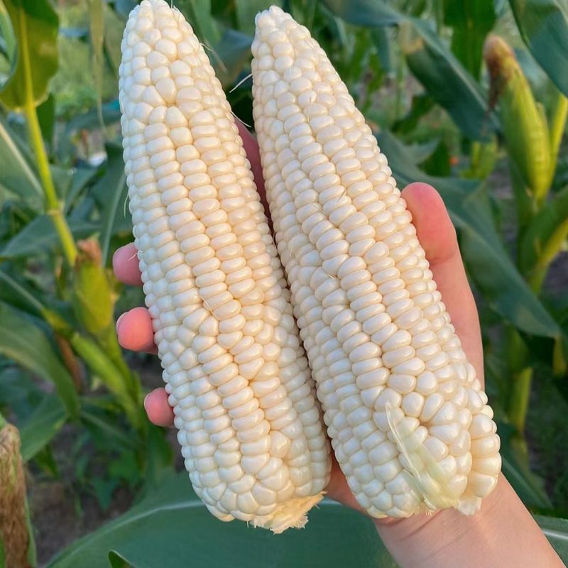 中苗玉糯鲜7号白甜糯玉米种子早熟甜糯抗病鲜食大棒春秋种籽