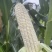 中苗玉糯鲜7号白甜糯玉米种子早熟甜糯抗病鲜食大棒春秋种籽