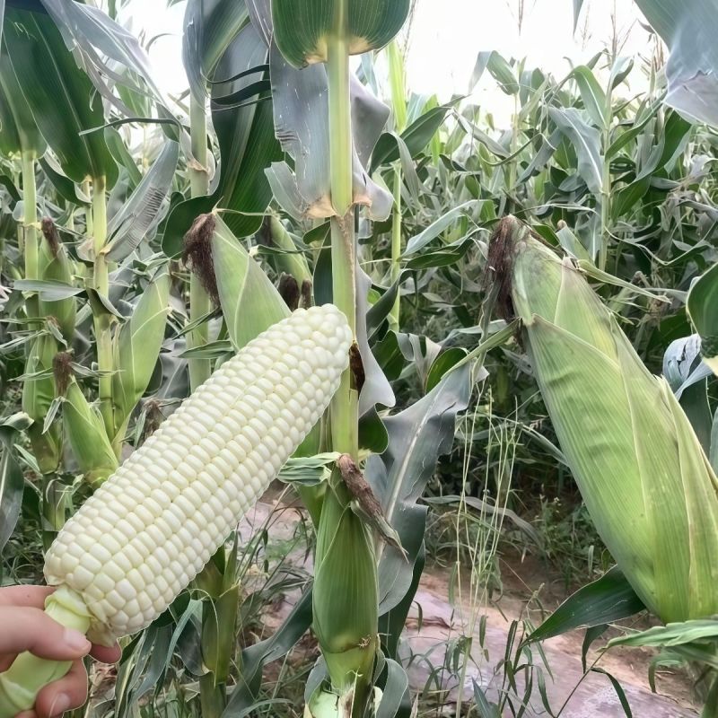 中苗玉糯鲜7号白甜糯玉米种子早熟甜糯抗病鲜食大棒春秋种籽