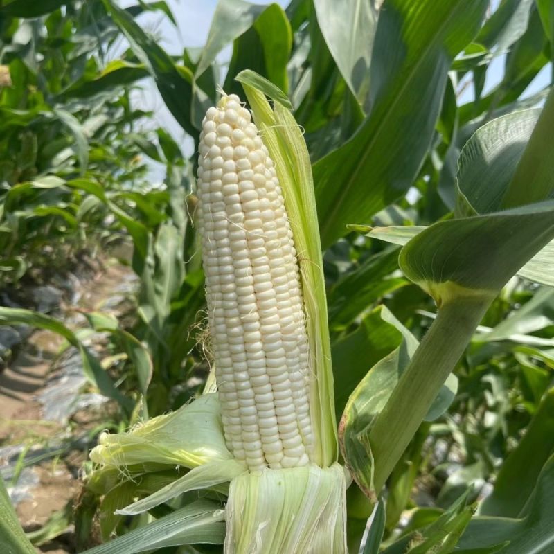 中苗玉糯鲜7号白甜糯玉米种子早熟甜糯抗病鲜食大棒春秋种籽