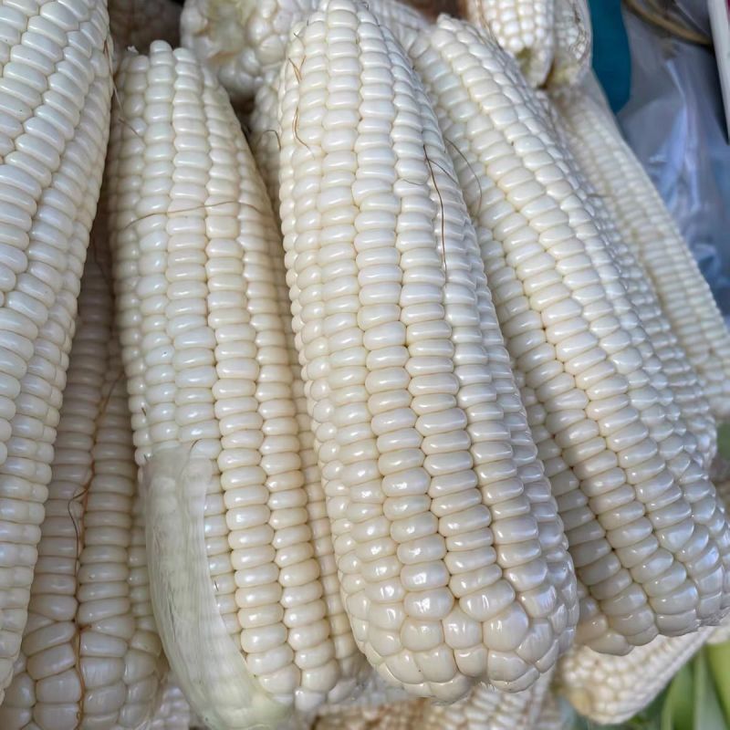 中苗玉糯鲜7号白甜糯玉米种子早熟甜糯抗病鲜食大棒春秋种籽