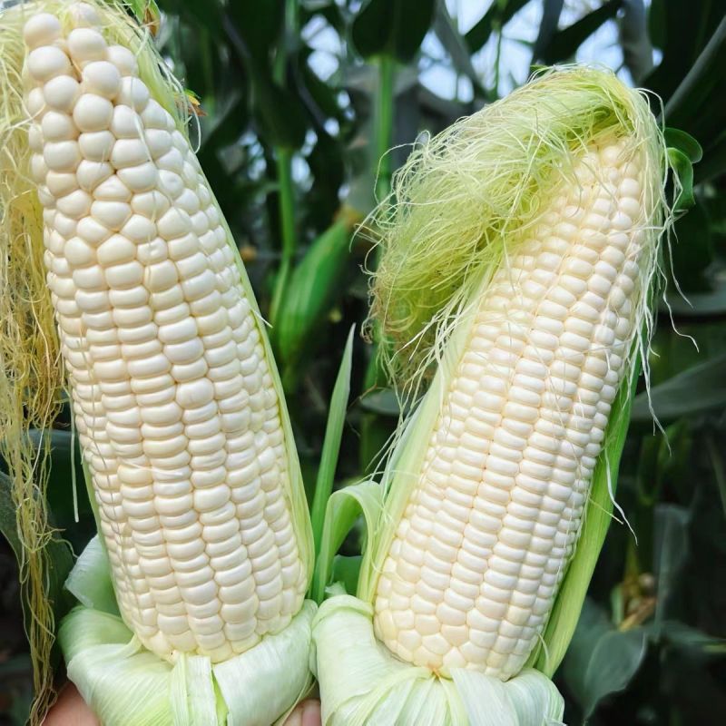 中苗玉糯鲜7号白甜糯玉米种子早熟甜糯抗病鲜食大棒春秋种籽