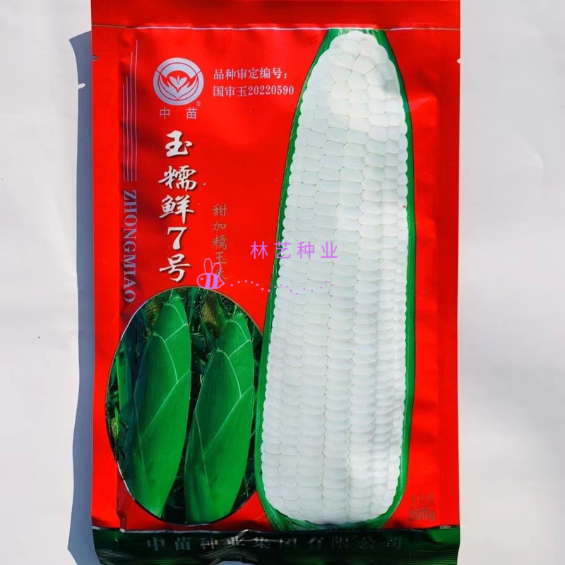中苗玉糯鲜7号白甜糯玉米种子早熟甜糯抗病鲜食大棒春秋种籽