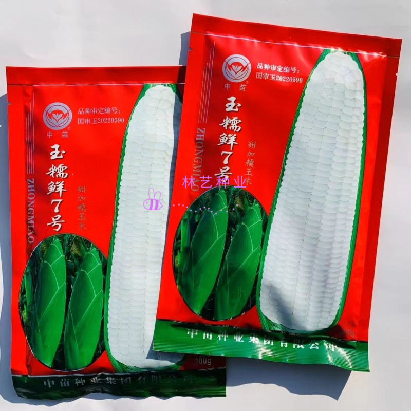 中苗玉糯鲜7号白甜糯玉米种子早熟甜糯抗病鲜食大棒春秋种籽