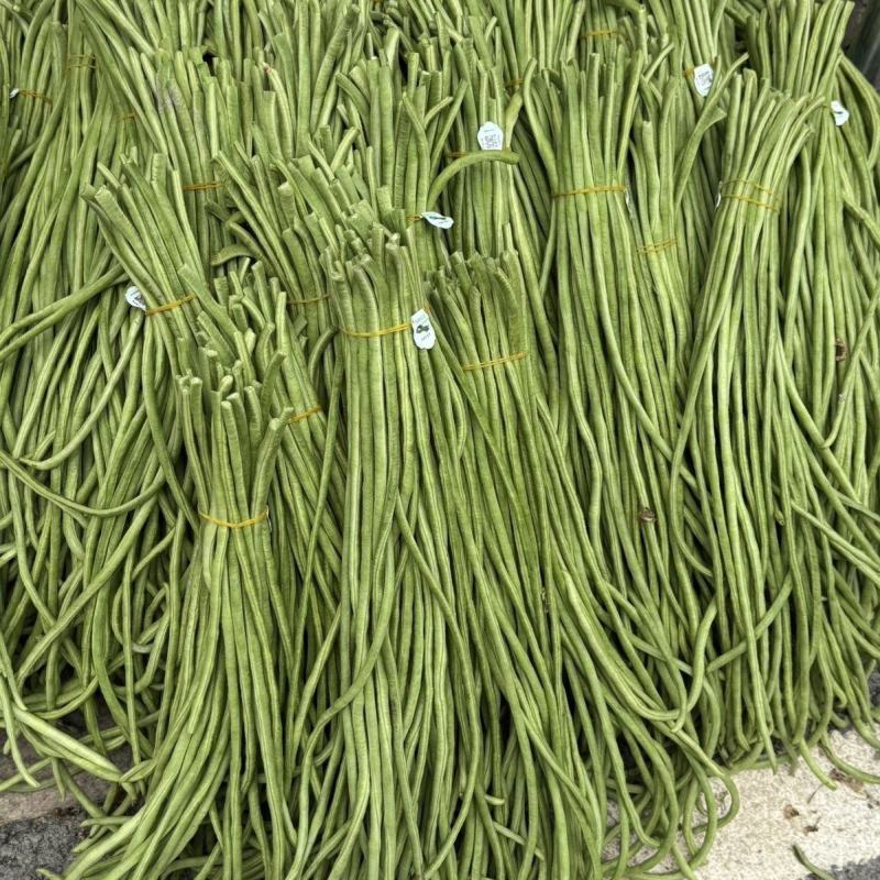 龙盛好靓油白油白长豆角豇豆种子早熟品种长荚耐热耐湿春秋5