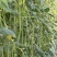 龙盛好靓油白油白长豆角豇豆种子早熟品种长荚耐热耐湿春秋5