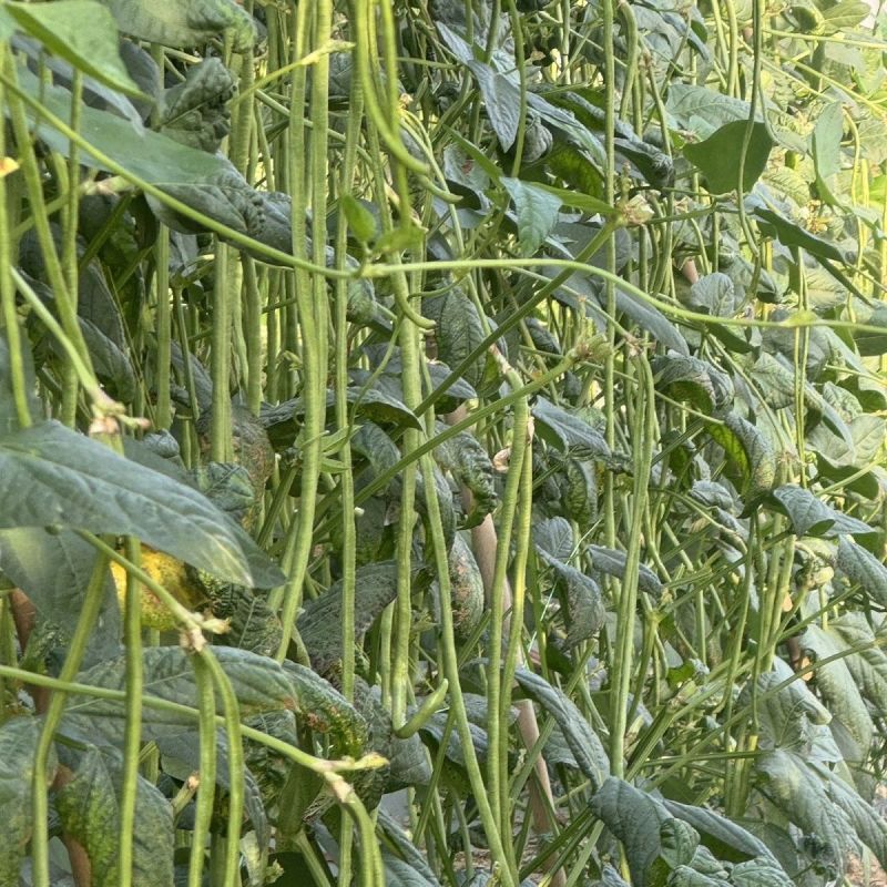 龙盛好靓油白油白长豆角豇豆种子早熟品种长荚耐热耐湿春秋5