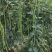 龙盛好靓油白油白长豆角豇豆种子早熟品种长荚耐热耐湿春秋5