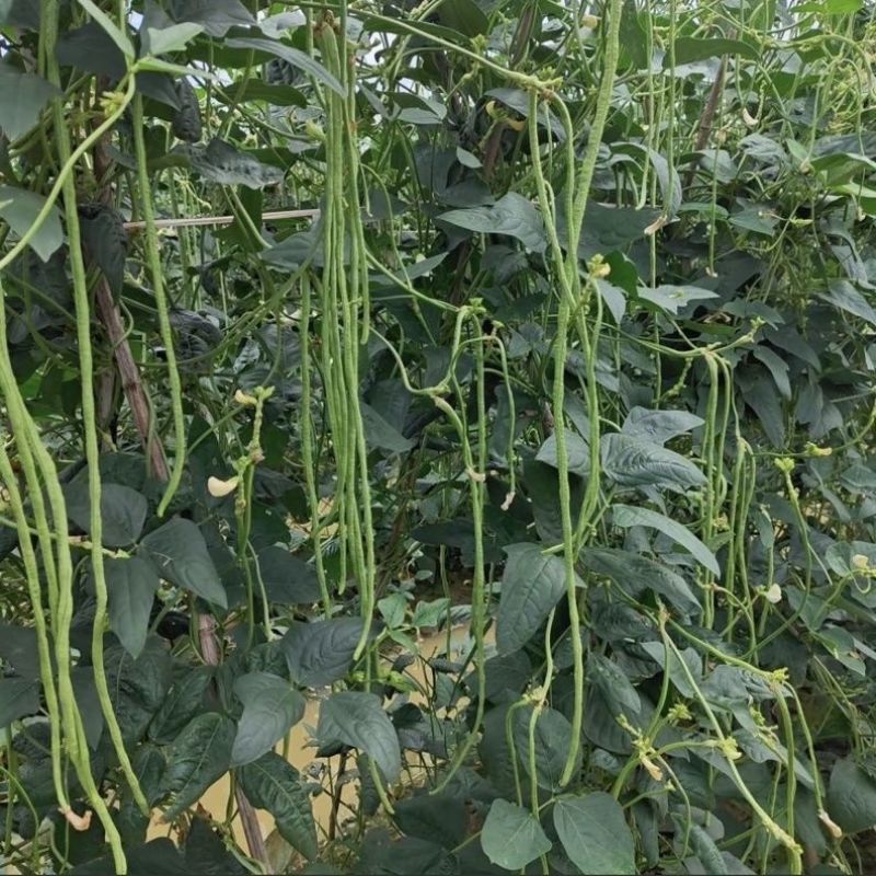 龙盛好靓油白油白长豆角豇豆种子早熟品种长荚耐热耐湿春秋5