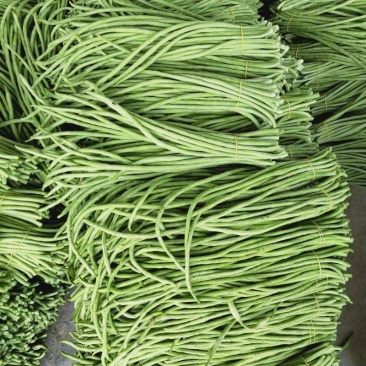丰产油白豇豆豆角种子长豆角肉厚荚长较早熟抗寒耐热