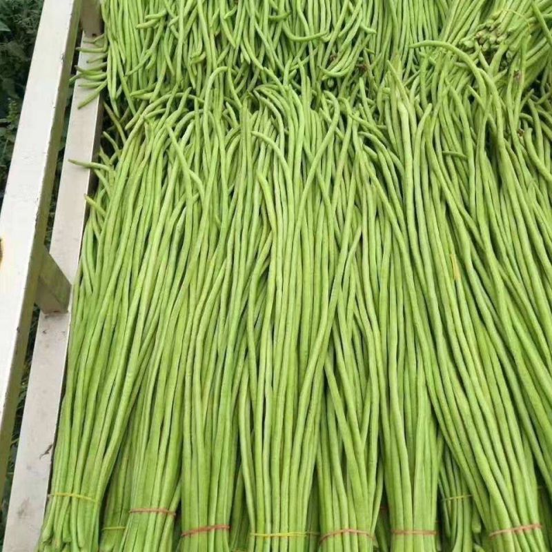 丰产油白豇豆豆角种子长豆角肉厚荚长较早熟抗寒耐热