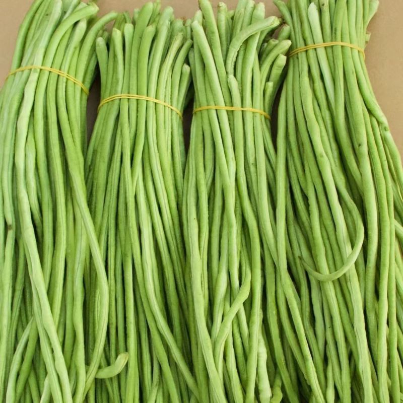 丰产油白豇豆豆角种子长豆角肉厚荚长较早熟抗寒耐热