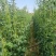 翠绿王白籽白花豇豆种子双荚率高耐高温厚肉翠绿条耐热长豆角
