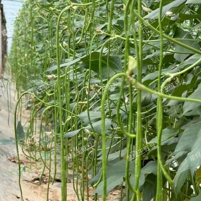 翠绿王白籽白花豇豆种子双荚率高耐高温厚肉翠绿条耐热长豆角