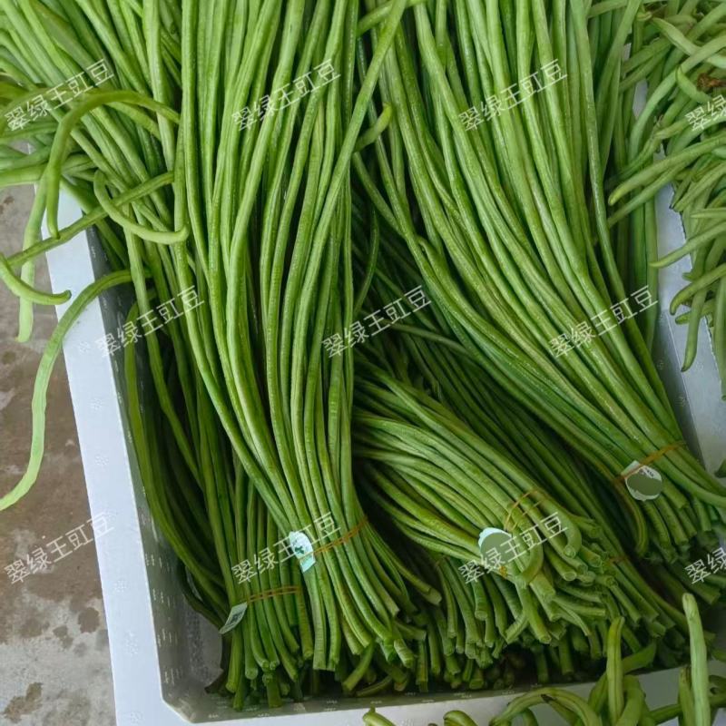 翠绿王白籽白花豇豆种子双荚率高耐高温厚肉翠绿条耐热长豆角