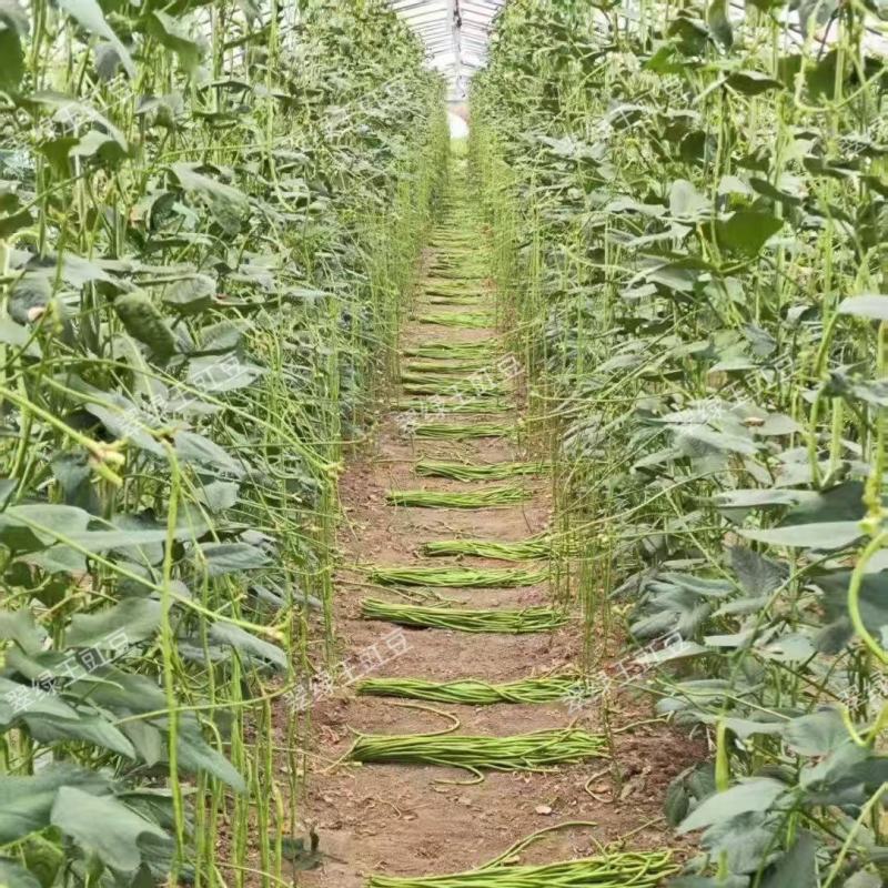 翠绿王白籽白花豇豆种子双荚率高耐高温厚肉翠绿条耐热长豆角