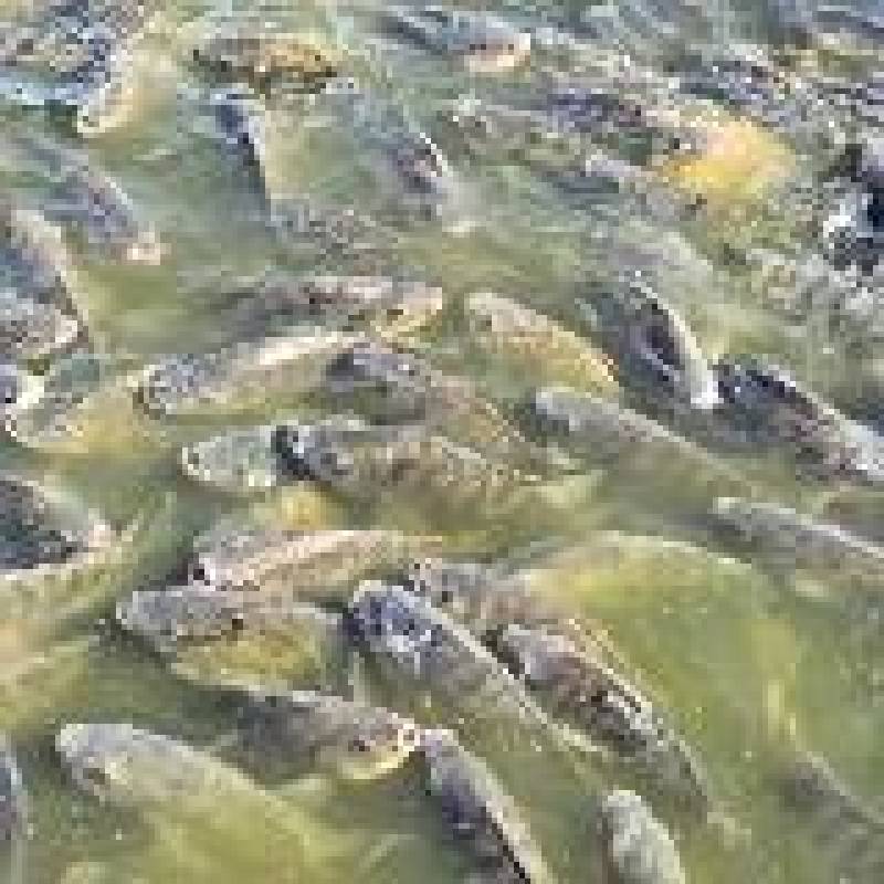 自己养殖的本地水库罗非成品，需要的联系！