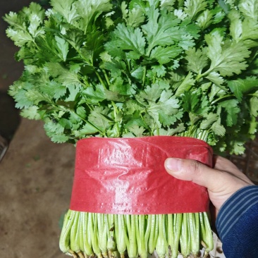 山东香菜大叶香菜产地一手货源实力代发全国商超