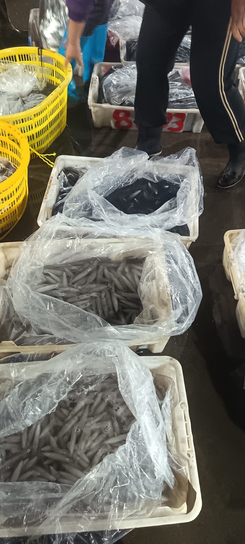 鲜活鱿鱼，新鲜上市，品质保障，量大从优
