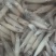 鲜活鱿鱼，新鲜上市，品质保障，量大从优