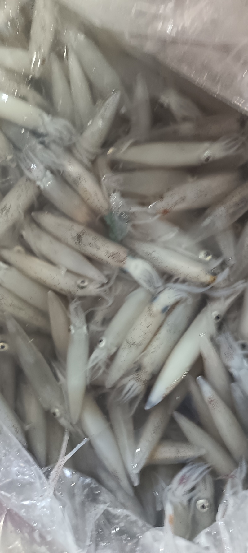鲜活鱿鱼，新鲜上市，品质保障，量大从优