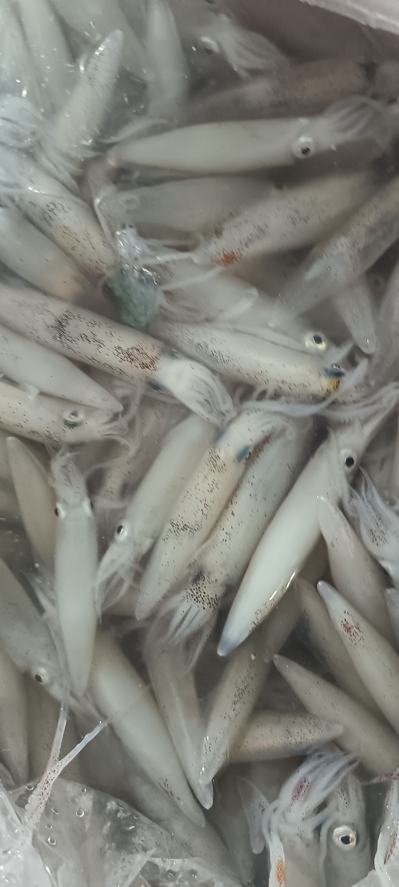 鲜活鱿鱼，新鲜上市，品质保障，量大从优