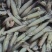 鲜活鱿鱼，新鲜上市，品质保障，量大从优
