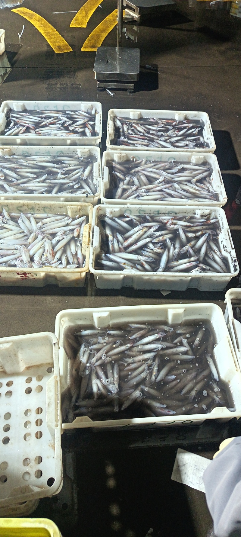 鲜活鱿鱼，新鲜上市，品质保障，量大从优