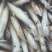 鲜活鱿鱼，新鲜上市，品质保障，量大从优