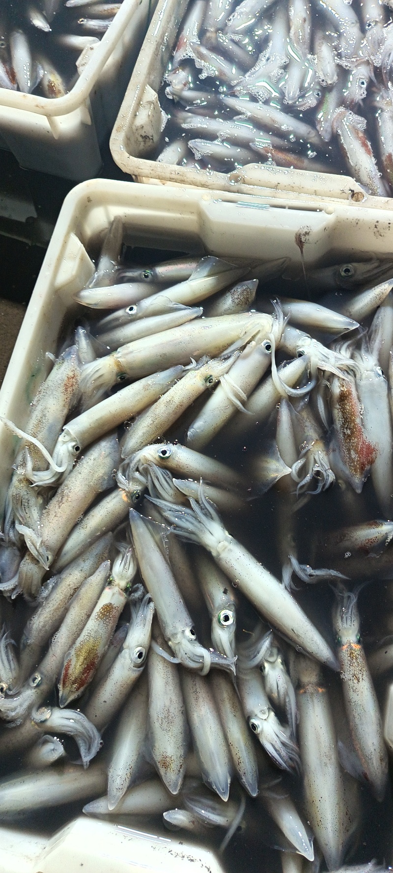 鲜活鱿鱼，新鲜上市，品质保障，量大从优