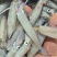 鲜活鱿鱼，新鲜上市，品质保障，量大从优
