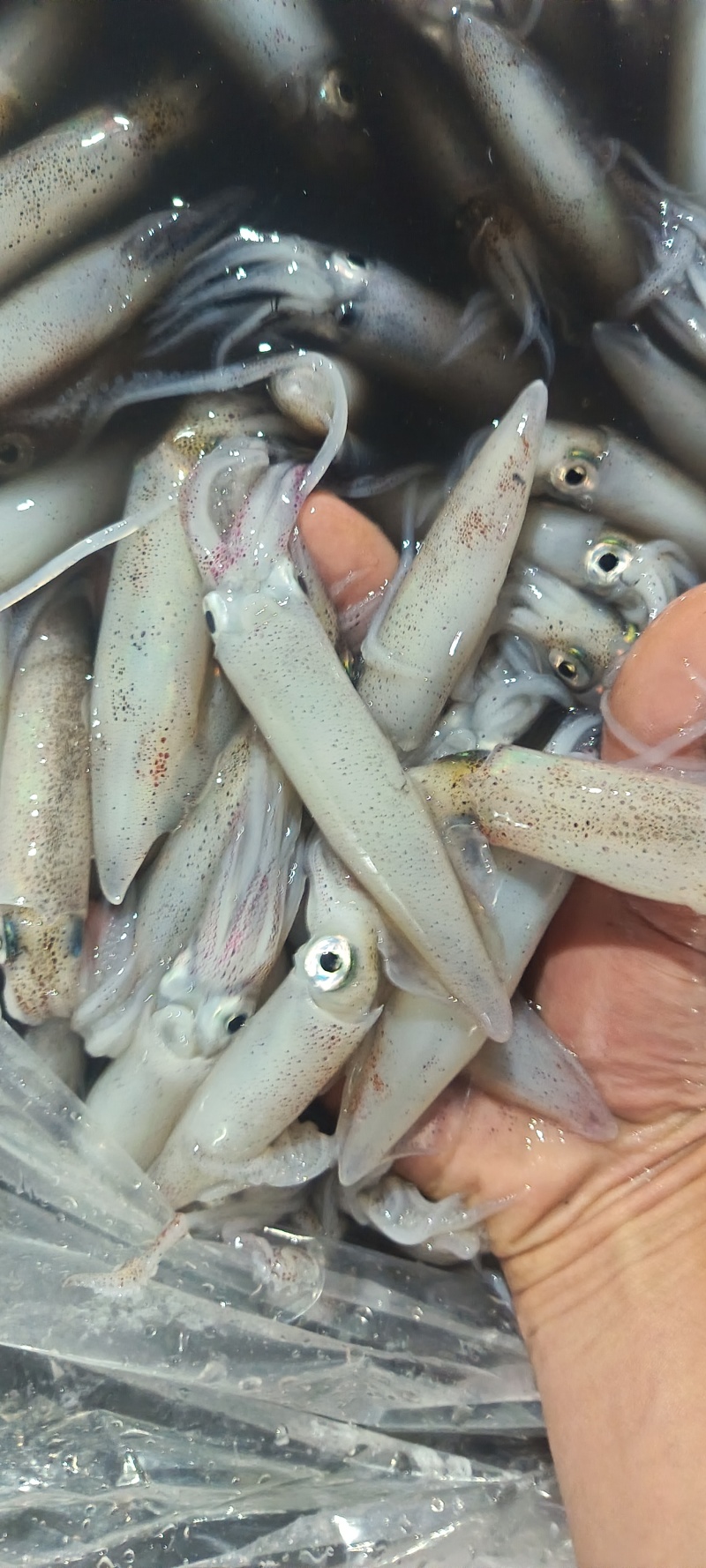 鲜活鱿鱼，新鲜上市，品质保障，量大从优