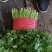 【精品】大叶香菜，优质蔬菜，泰安市蔬菜主产地，优质供应