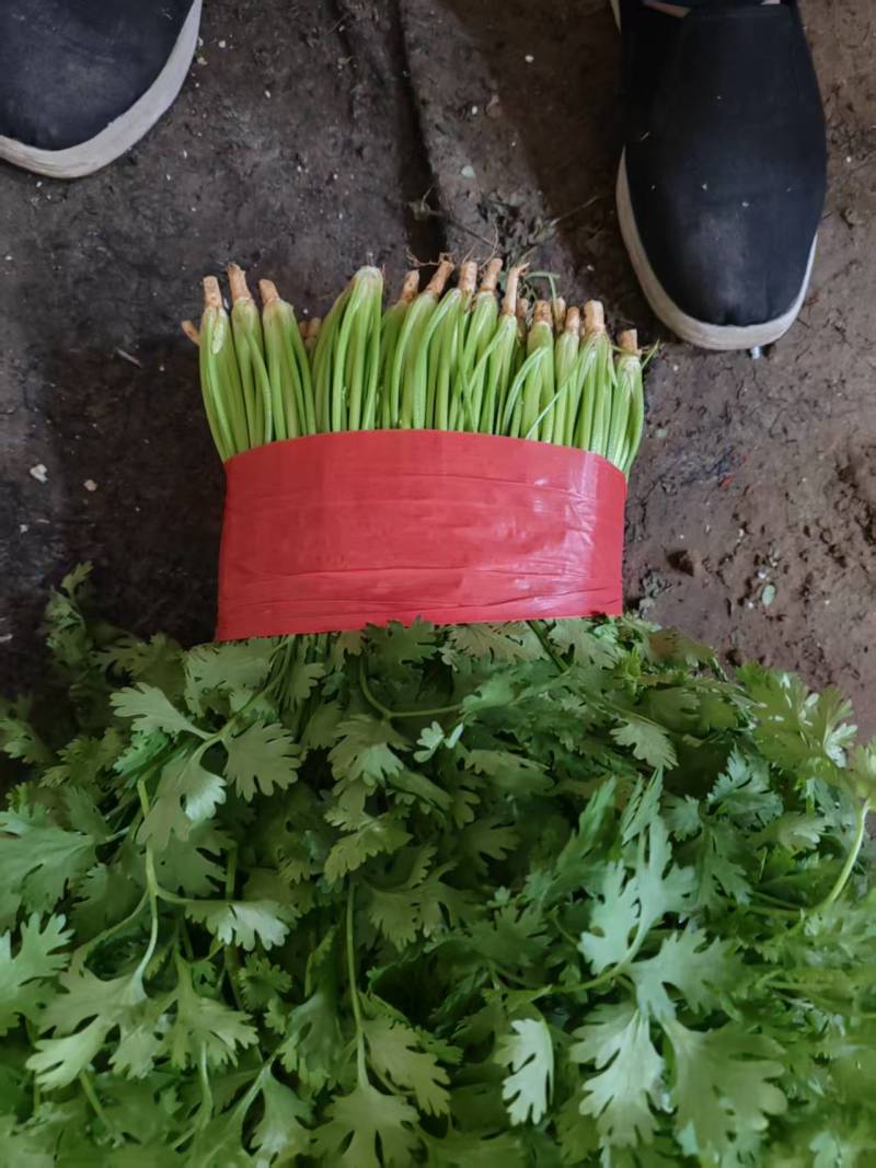 【精品】大叶香菜，优质蔬菜，泰安市蔬菜主产地，优质供应