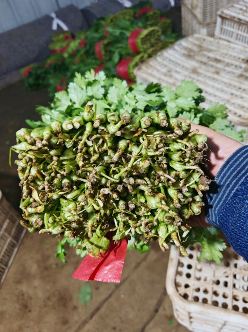 【精品】大叶香菜，优质蔬菜，泰安市蔬菜主产地，优质供应