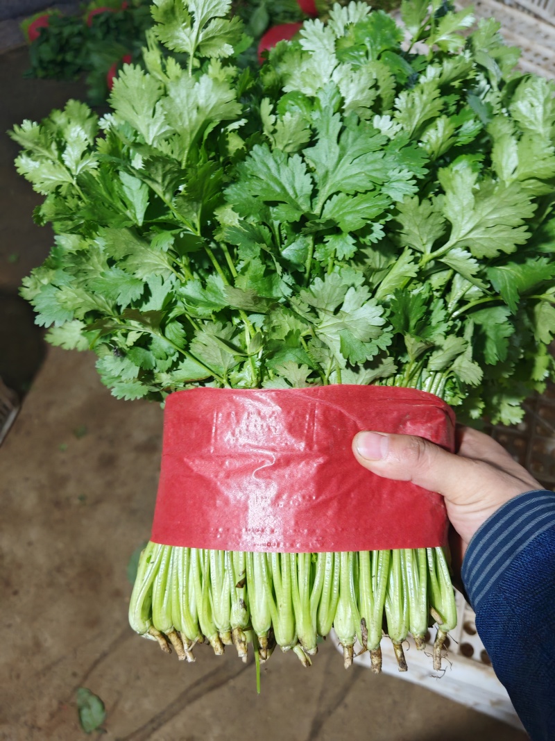 【精品】大叶香菜，优质蔬菜，泰安市蔬菜主产地，优质供应