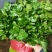 【精品】大叶香菜，优质蔬菜，泰安市蔬菜主产地，优质供应
