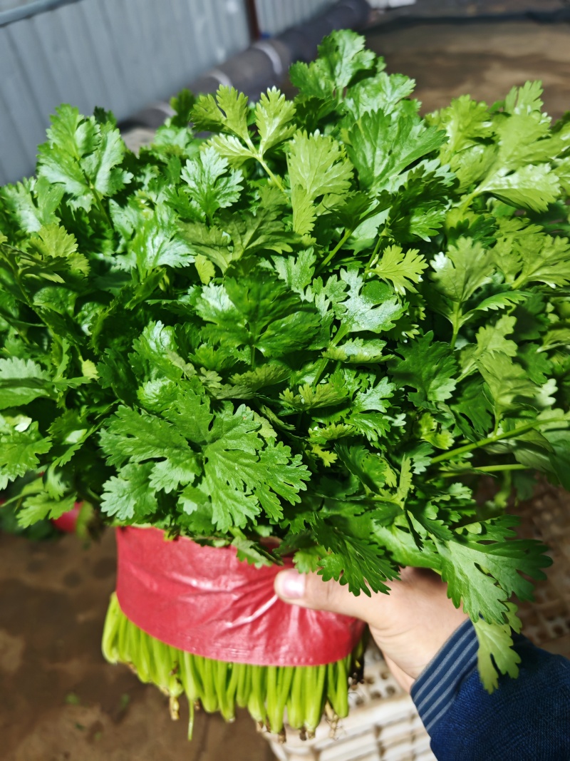 【精品】大叶香菜，优质蔬菜，泰安市蔬菜主产地，优质供应