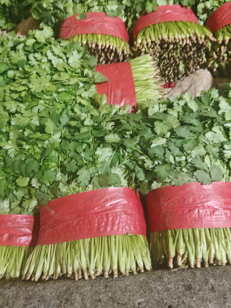 【精品】大叶香菜，优质蔬菜，泰安市蔬菜主产地，优质供应
