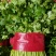 【精品】大叶香菜，优质蔬菜，泰安市蔬菜主产地，优质供应