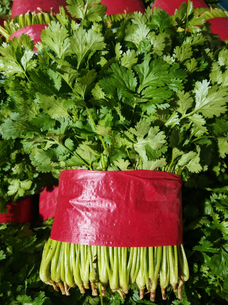 【精品】大叶香菜，优质蔬菜，泰安市蔬菜主产地，优质供应