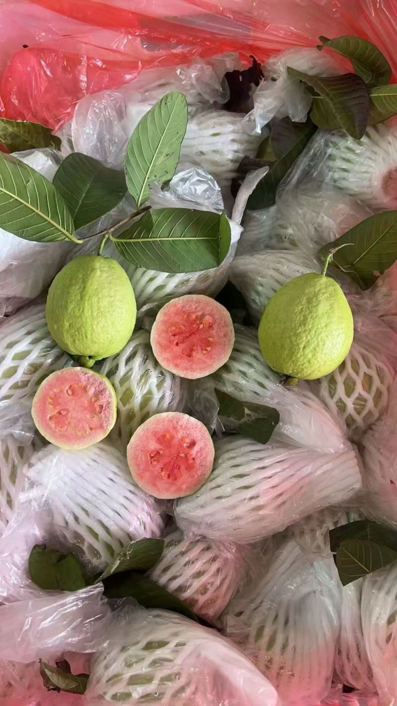 番石榴，红心芭乐，白心芭乐，红宝石番石榴