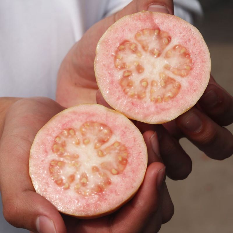 番石榴，红心芭乐，白心芭乐，红宝石番石榴