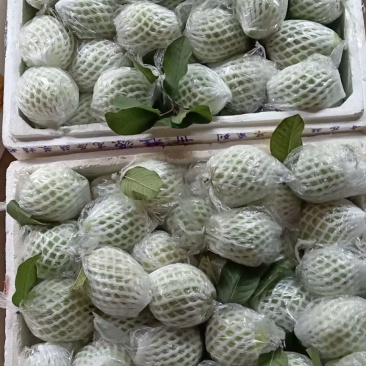 番石榴，红心芭乐，白心芭乐，红宝石番石榴
