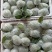 番石榴，红心芭乐，白心芭乐，红宝石番石榴