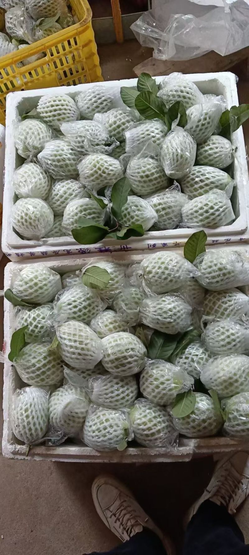 番石榴，红心芭乐，白心芭乐，红宝石番石榴
