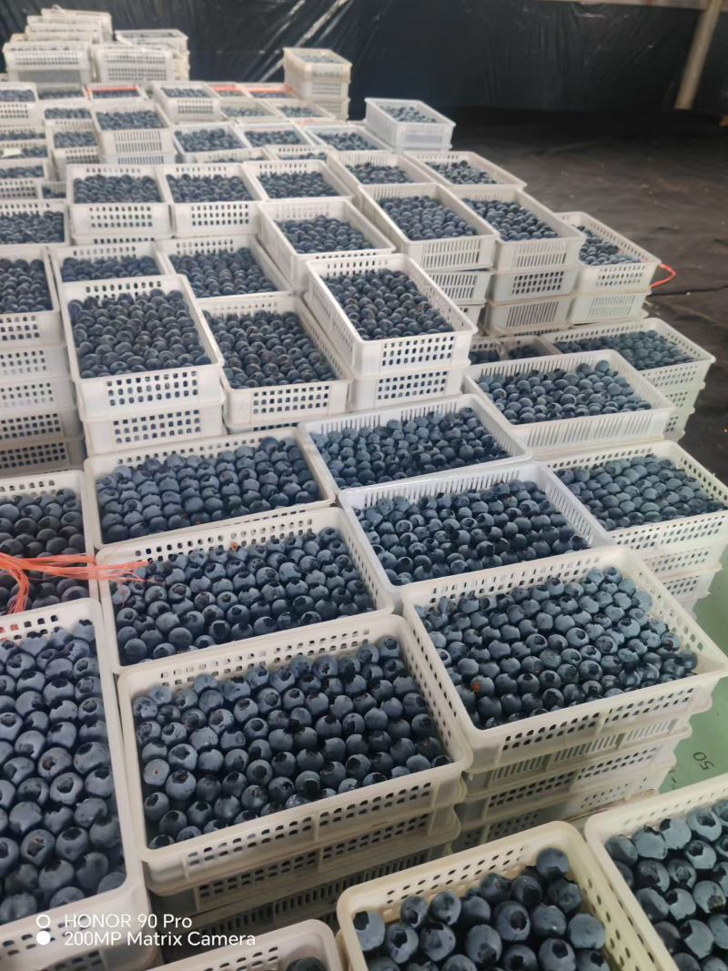 L25山东蓝莓基地大量上市，品种齐全，L25，优瑞