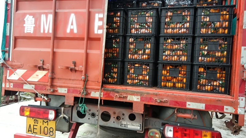 秭归脐橙（纽荷尔）